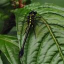 Image of Mattigomphus imported from iNaturalist.