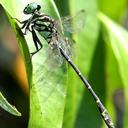 Image of Megalogomphus imported from iNaturalist.