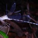 Image of Megapodagrion imported from iNaturalist.