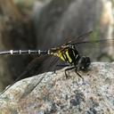 Image of Melligomphus imported from iNaturalist.