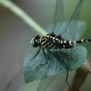 Image of Merogomphus imported from iNaturalist.