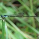 Image of Minagrion imported from iNaturalist.