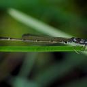 Image of Mortonagrion imported from iNaturalist.