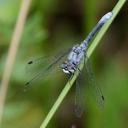 Image of Nannothemis imported from iNaturalist.