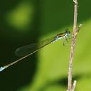 Image of Nehalennia imported from iNaturalist.