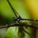 Image of Neodythemis imported from iNaturalist.