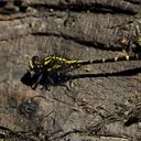 Image of Neogomphus imported from iNaturalist.