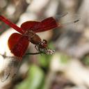 Image of Neurothemis imported from iNaturalist.