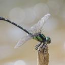 Image of Nihonogomphus imported from iNaturalist.