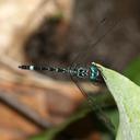 Image of Notiothemis imported from iNaturalist.