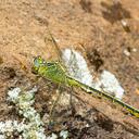 Image of Notogomphus imported from iNaturalist.