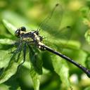 Image of Octogomphus imported from iNaturalist.