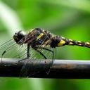 Image of Onychothemis imported from iNaturalist.