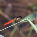 Image of Orchithemis imported from iNaturalist.