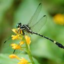 Image of Orientogomphus imported from iNaturalist.