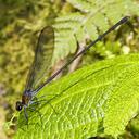 Image of Ormenophlebia imported from iNaturalist.