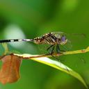 Image of Orthetrum imported from iNaturalist.