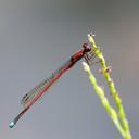 Image of Oxyagrion imported from iNaturalist.