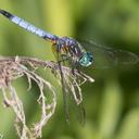 A Blue Dasher perched on some dead twings