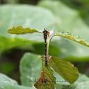 Image of Palaeosynthemis imported from iNaturalist.