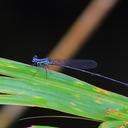 Image of Palaiargia imported from iNaturalist.