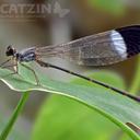 Image of Paraphlebia imported from iNaturalist.