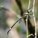 Image of Parasynthemis imported from iNaturalist.