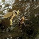 Image of Pentaphlebia imported from iNaturalist.