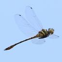 Image of Pentathemis imported from iNaturalist.