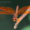 Image of Perithemis imported from iNaturalist.