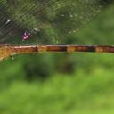 Image of Peruviogomphus imported from iNaturalist.