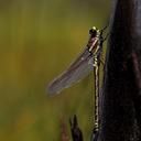 Image of Petalura imported from iNaturalist.