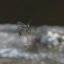 Image of Phaenandrogomphus imported from iNaturalist.