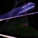 Image of Phoenicagrion imported from iNaturalist.