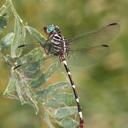 Image of Phyllocycla imported from iNaturalist.