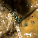 Image of Phyllothemis imported from iNaturalist.