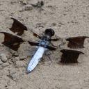 Image of Plathemis imported from iNaturalist.