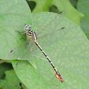 Image of Platygomphus imported from iNaturalist.