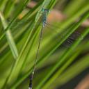 Image of Platylestes imported from iNaturalist.