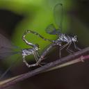 Image of Podolestes imported from iNaturalist.