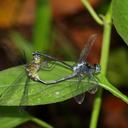 Image of Pornothemis imported from iNaturalist.