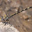 Image of Progomphus imported from iNaturalist.