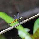 Image of Protorthemis imported from iNaturalist.