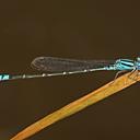 Image of Pseudagrion imported from iNaturalist.