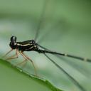 Image of Rhipidolestes imported from iNaturalist.