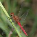 Image of Rhodothemis imported from iNaturalist.