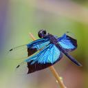 Image of Rhyothemis imported from iNaturalist.