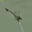 Image of Sinictinogomphus imported from iNaturalist.