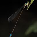 Image of Stenagrion imported from iNaturalist.