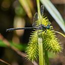 Image of Stenogomphurus imported from iNaturalist.